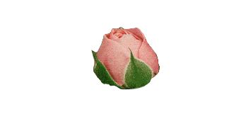 Gifs can be shared on personal non commercial pages along with a link to bestanimations.com. gif pink rose png transparent bloom transparent-flowers •