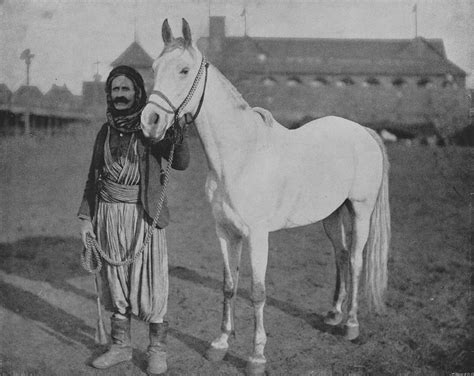 Araber Pferd Wikipedia