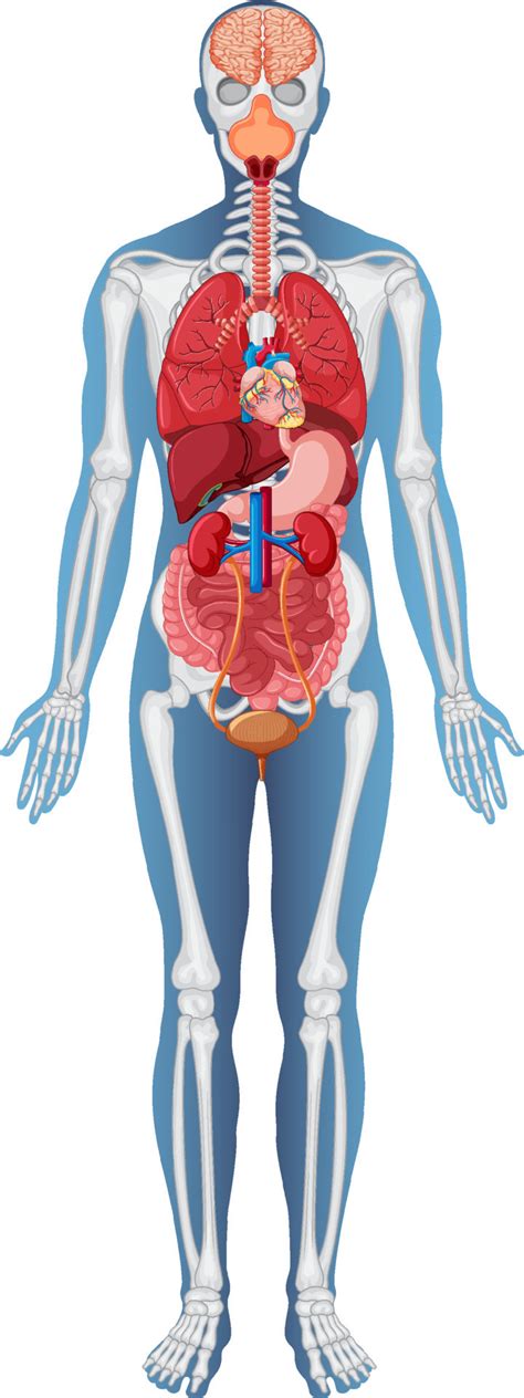 Anatomical Structure Human Body Vector Art At Vecteezy