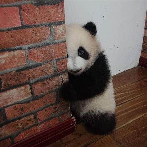 Little Shy Panda Too Cute To Bear