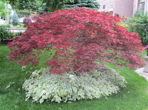 A Thatch Of Goutweed Under A Scarlet Japanese Maple Creates A Lovely