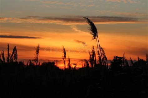 Sunset With Silhouette Of Common Reed Stock Photo Image Of Orange