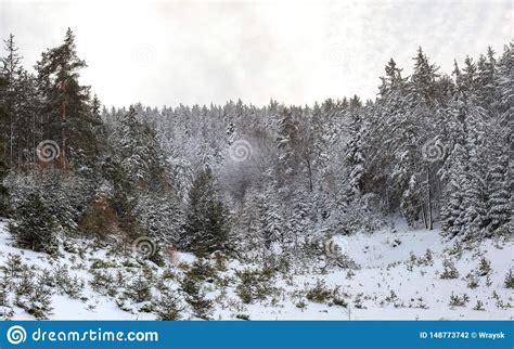 Winter Forest Landscape Coniferous Tree Tops Covered With Snow