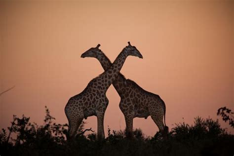 Why Giraffes Evolved To Have Long Necks Nature And Wildlife Discovery