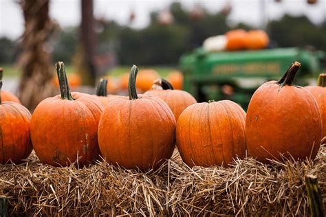 10 Patches Perfect For Picking Pumpkins Near The Fox Cities Go