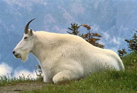 Year of the goat dalszövegei. Oreamnos - Wikipedia