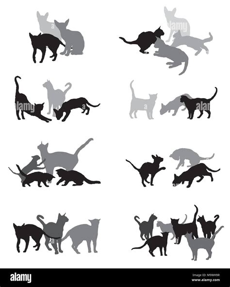 Set Vector Silhouettes Group Of Different Breeds Cats Silhouettes