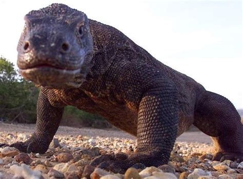 O dragão de komodo é o maior lagarto do mundo, chega a medir 3 metros de comprimento e pesar incrível vídeo de um réptil da ilha komodo, (acho que é ilha), onde um dragão de komodo engole. Origem do dragão de Komodo é descoberta