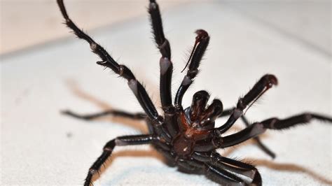 Funnel Web Spiders Warnings Over Deadly ‘bonanza After Wet Weather