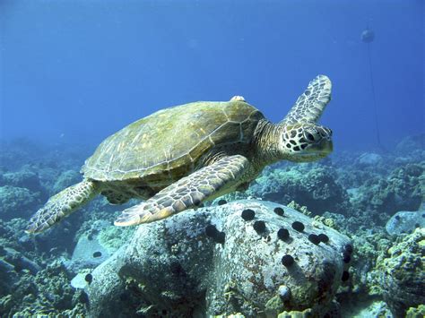 Green Sea Turtle Honokahau Big Island Hawaii More At  Flickr