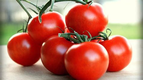 Campari Tomato Plant Care — A Definitive Guide