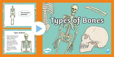 Types Of Bones Powerpoint Teacher Made