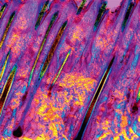 10 Amazing Photos Of The Human Body Under A Microscope Things Under A