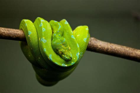 Top 10 Pet Snakes For Beginners Pethelpful