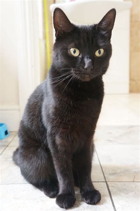 Lovely Black Female Cat Needs A New Home London South