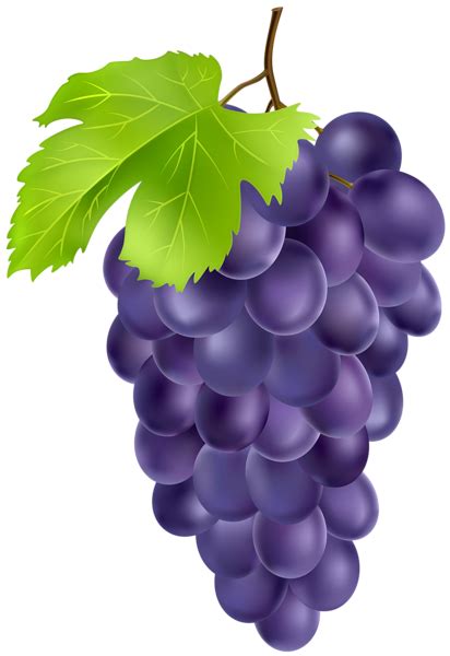 Black Grapes Png Clipart Grape Drawing Grapes Fruits Photos