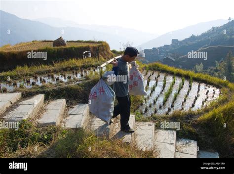 China Guangxi Ping An Village Dragon Backbone Rice Terraces Farmer Carrying Crops With Terraces