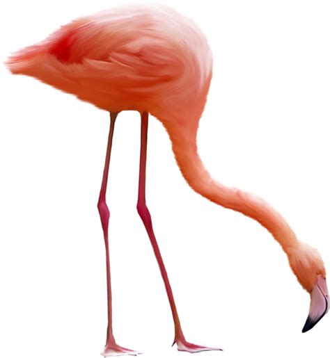 Flamingo Png Icon 84312 Web Icons Png