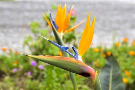 Is Bird Of Paradise Flower Poisonous To Cats And Dogs