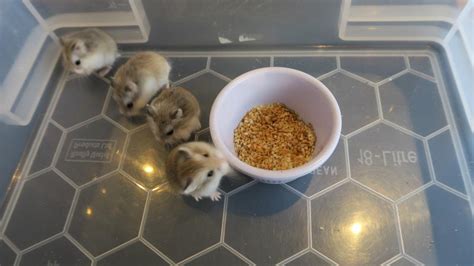 Roborovski Dwarf Hamster Babies For Sale In Swansea Wales Preloved