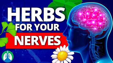 High 10 Greatest Herbs For Your Nerves Nervous System Increase