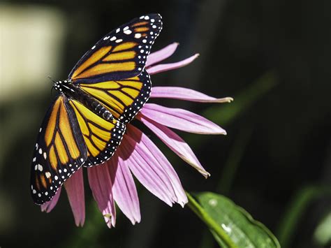 Dried, silk, foam or plastic flowers all offer a reliable alternative to fresh flowers. Capt Mondo's Photo Blog » Blog Archive » Monarch Butterfly ...