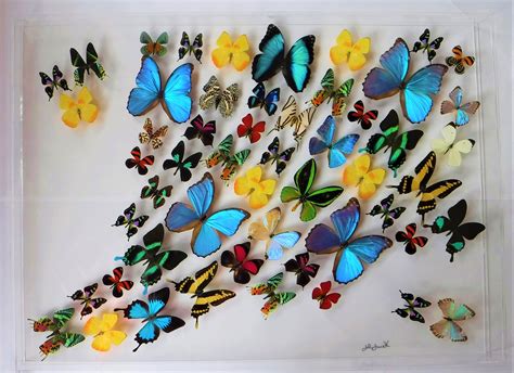 Natureartbutterflies Etsy Butterfly Art Butterfly Artwork