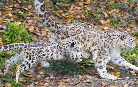 Picture Big Cats Snow Leopards Cubs Jump Animal