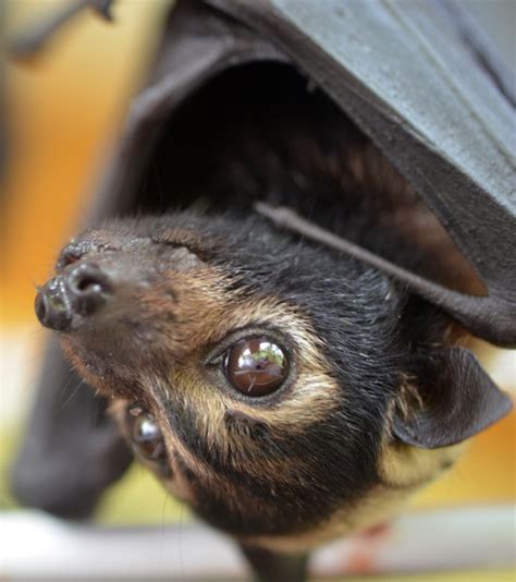 Stunning New Plan For Cairns Spectacled Flying Foxes Wildlife