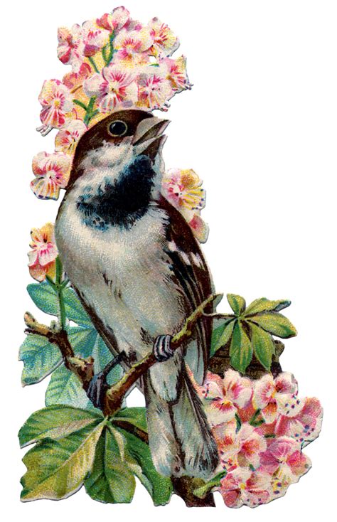 48 Vintage Bird Wallpaper