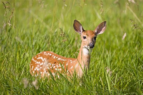 White Tailed Deer Fawn Stock Image C0434702 Science Photo Library