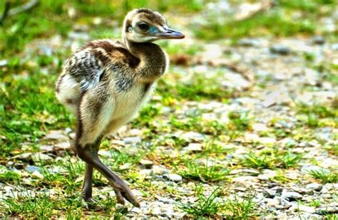 Baby Rhea Bird