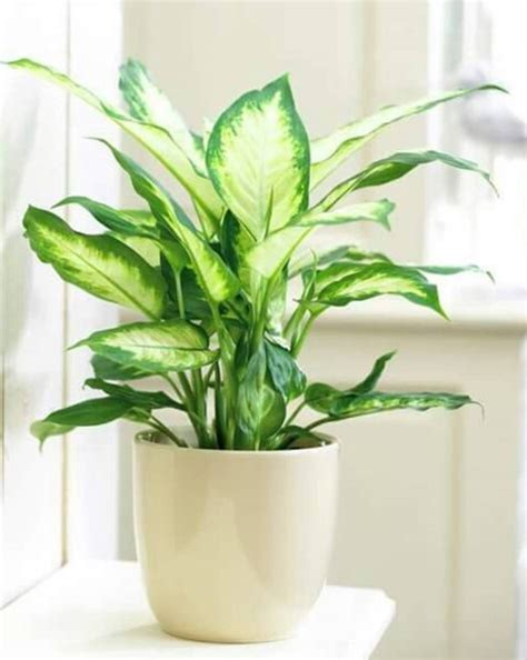 12 Shade Loving Plants That Will Bring Joy To Your Home Without The