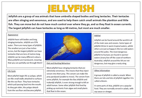 Jellyfish Non Fiction Text Whole Class Reading Teaching Resources