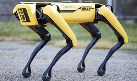 Cani Robot Usati Per Guidare Le Pecore Black Mirror è Realtà Video