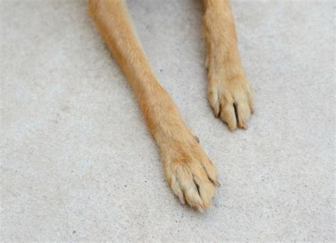 Foottoe Cancer In Dogs Petmd