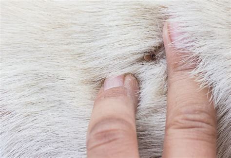 Red Ticks On Dog Fur Selective Focus At Red Ticks Stock Image Image