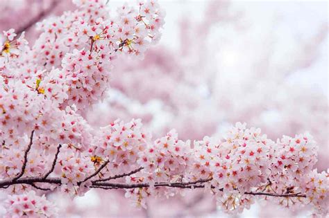 Gambar Bunga Sakura Asli Pulp