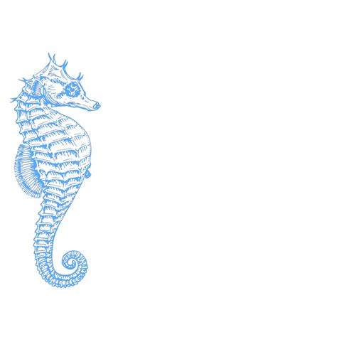 Seahorse PNG, SVG Clip art for Web - Download Clip Art, PNG Icon Arts