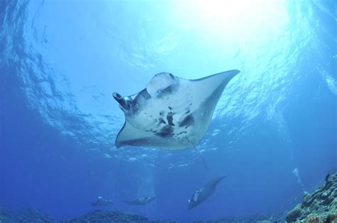 Swimming With Manta Rays On Big Island Hawaii Resist The Mundane