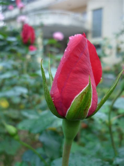 Nụ Hồng Hoa Hồng Rosa Rosaceae Hồng Hay Hường Là Tên Gọi C Flickr
