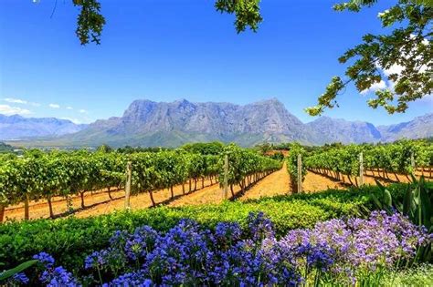 Cape Town Winelands Vlrengbr