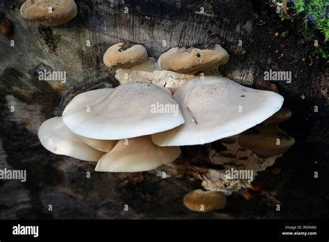 Pleurotes orme Banque de photographies et d’images à haute résolution