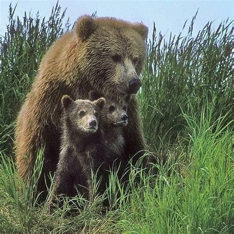 Mama Grizzly And Cubs Grizzly Bear Tattoos Baby Animals Pictures