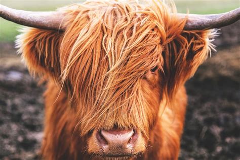 Highland Cow Print Scotland Wall Art Nature Photography Etsy