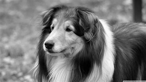 720p Free Download Lassie Dog Black And White Adorable Lassie Dog