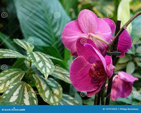 Purple Moth Orchid In The Greenhouse Phalaenopsis Blume Stock Image