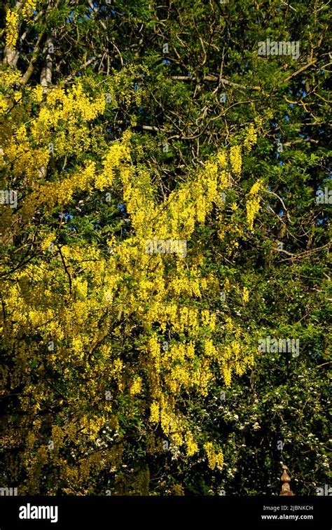 Bright Yellow Spring Blooms On A Laburnum Tree Stock Photo Alamy