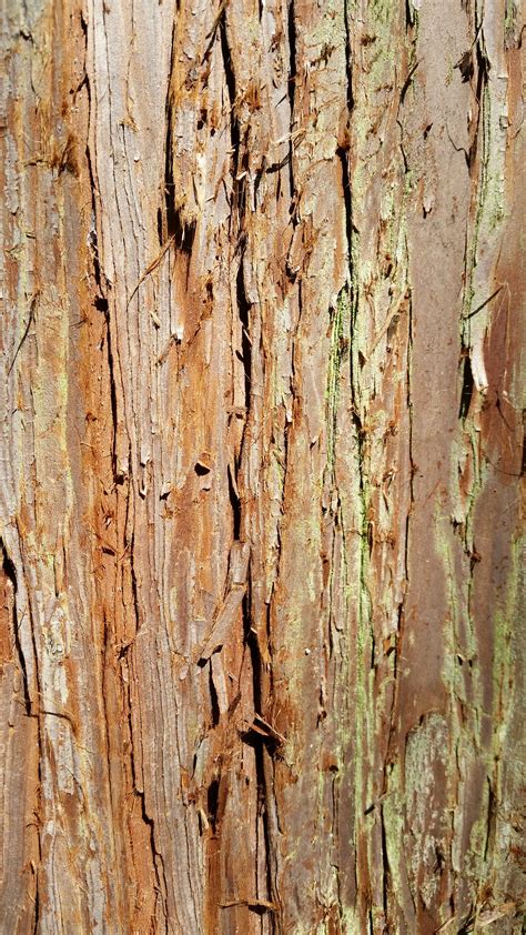 Banco De Imagens árvore Ramo Plantar Madeira Textura Folha