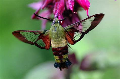 First Time Seeing One In My Garden Hummingbird Moth Bing Images